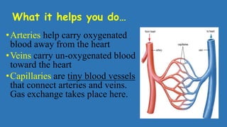 What it helps you do…
•Arteries help carry oxygenated
blood away from the heart
•Veins carry un-oxygenated blood
toward the heart
•Capillaries are tiny blood vessels
that connect arteries and veins.
Gas exchange takes place here.
 