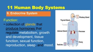 11 Human Body Systems
6. Endocrine System
Function:
• collection of glands that
produce hormones that
regulate metabolism, growth
and development, tissue
function, sexual function,
reproduction, sleep, and mood.
 