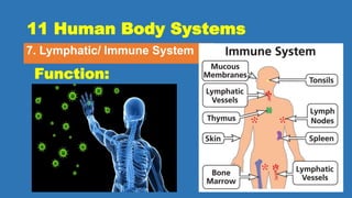 11 Human Body Systems
7. Lymphatic/ Immune System
Function:
 
