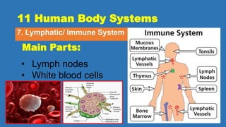 11 Human Body Systems
7. Lymphatic/ Immune System
Main Parts:
• Lymph nodes
• White blood cells
 