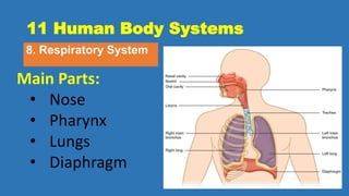 11 Human Body Systems
8. Respiratory System
Main Parts:
• Nose
• Pharynx
• Lungs
• Diaphragm
 