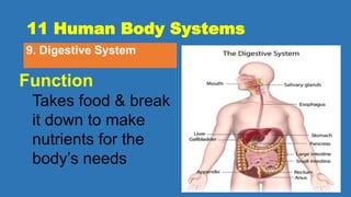 11 Human Body Systems
9. Digestive System
Function
Takes food & break
it down to make
nutrients for the
body’s needs
 