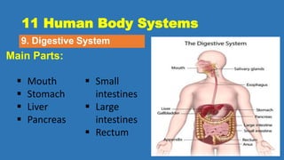 11 Human Body Systems
9. Digestive System
Main Parts:
 Mouth
 Stomach
 Liver
 Pancreas
 Small
intestines
 Large
intestines
 Rectum
 