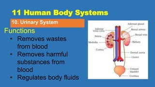 11 Human Body Systems
10. Urinary System
Functions
• Removes wastes
from blood
• Removes harmful
substances from
blood
• Regulates body fluids
 
