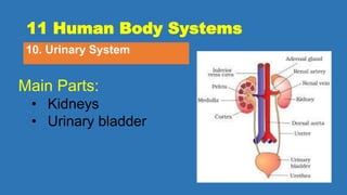 11 Human Body Systems
10. Urinary System
Main Parts:
• Kidneys
• Urinary bladder
 