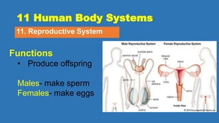 11 Human Body Systems
11. Reproductive System
Functions
• Produce offspring
Males- make sperm
Females- make eggs
 