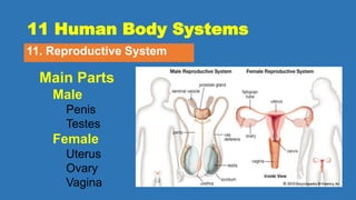 11 Human Body Systems
11. Reproductive System
Main Parts
Male
Penis
Testes
Female
Uterus
Ovary
Vagina
 