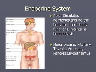 Endocrine System
► Role: Circulates
hormones around the
body to control body
functions; maintains
homeostasis
► Major organs: Pituitary,
Thyroid, Adrenals,
Pancreas,hypothalmus
 