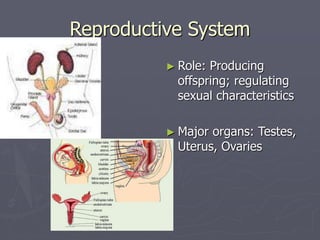 Reproductive System
► Role: Producing
offspring; regulating
sexual characteristics
► Major organs: Testes,
Uterus, Ovaries
 