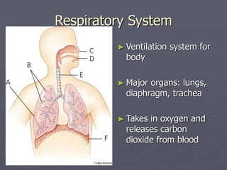 Respiratory System
► Ventilation system for
body
► Major organs: lungs,
diaphragm, trachea
► Takes in oxygen and
releases ...