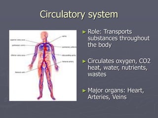Circulatory system
► Role: Transports
substances throughout
the body
► Circulates oxygen, CO2
heat, water, nutrients,
wast...
