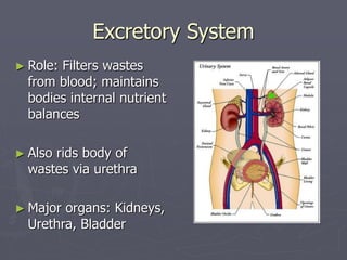 Excretory System
► Role: Filters wastes
from blood; maintains
bodies internal nutrient
balances
► Also rids body of
wastes...