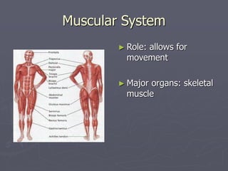 Muscular System
► Role: allows for
movement
► Major organs: skeletal
muscle
 