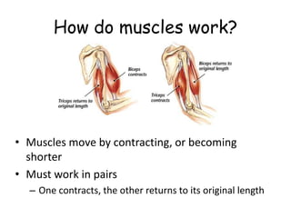 How do muscles work?
• Muscles move by contracting, or becoming
shorter
• Must work in pairs
– One contracts, the other returns to its original length
 