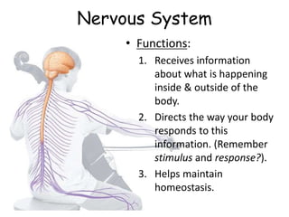 Nervous System
• Functions:
1. Receives information
about what is happening
inside & outside of the
body.
2. Directs the way your body
responds to this
information. (Remember
stimulus and response?).
3. Helps maintain
homeostasis.
 