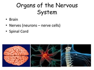 Organs of the Nervous
System
• Brain
• Nerves (neurons – nerve cells)
• Spinal Cord
 