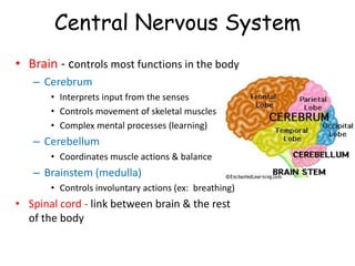 Central Nervous System
• Brain - controls most functions in the body
– Cerebrum
• Interprets input from the senses
• Controls movement of skeletal muscles
• Complex mental processes (learning)
– Cerebellum
• Coordinates muscle actions & balance
– Brainstem (medulla)
• Controls involuntary actions (ex: breathing)
• Spinal cord - link between brain & the rest
of the body
 