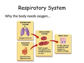 Respiratory System
Why the body needs oxygen…
 