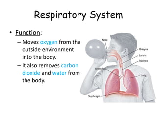 Respiratory System
• Function:
– Moves oxygen from the
outside environment
into the body.
– It also removes carbon
dioxide and water from
the body.
 