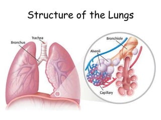 Structure of the Lungs
 