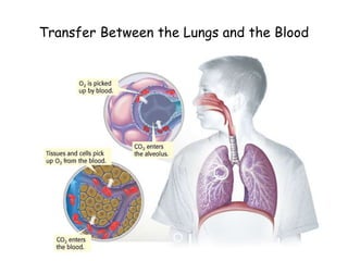 Transfer Between the Lungs and the Blood
 