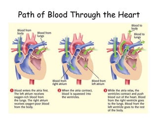 Path of Blood Through the Heart
 