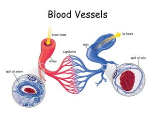 Blood Vessels
 