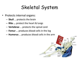 Skeletal System
• Protects internal organs:
– Skull … protects the brain
– Ribs … protect the heart & lungs
– Vertebrae … protects the spinal cord
– Femur … produces blood cells in the leg
– Humerus … produces blood cells in the arm
 