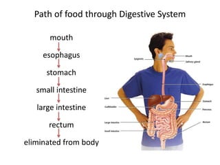 Path of food through Digestive System
mouth
esophagus
stomach
small intestine
large intestine
rectum
eliminated from body
 