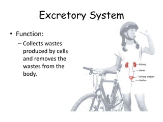 Excretory System
• Function:
– Collects wastes
produced by cells
and removes the
wastes from the
body.
 