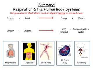 Summary:
Respiration & the Human Body Systems
The formula and illustrations must be aligned exactly as shown below.
Digestive
Respiratory Circulatory
All Body
Cells Excretory
Food Energy
Oxygen Wastes
Oxygen Glucose
ATP
(Energy)
Carbon dioxide +
Water
+
+
+
+
 