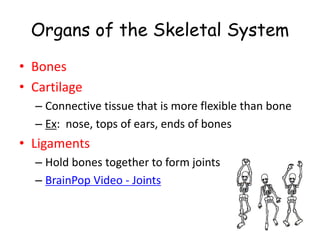 Organs of the Skeletal System
• Bones
• Cartilage
– Connective tissue that is more flexible than bone
– Ex: nose, tops of ears, ends of bones
• Ligaments
– Hold bones together to form joints
– BrainPop Video - Joints
 
