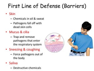 First Line of Defense (Barriers)
• Skin
– Chemicals in oil & sweat
– Pathogens fall off with
dead skin cells
• Mucus & cilia
– Trap and remove
pathogens that enter
the respiratory system
• Sneezing & coughing
– Force pathogens out of
the body
• Saliva
– Destructive chemicals
 