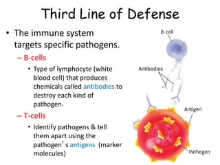 Third Line of Defense
• The immune system
targets specific pathogens.
– B-cells
• Type of lymphocyte (white
blood cell) that produces
chemicals called antibodies to
destroy each kind of
pathogen.
– T-cells
• Identify pathogens & tell
them apart using the
pathogen’s antigens (marker
molecules)
 