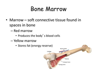 Bone Marrow
• Marrow – soft connective tissue found in
spaces in bone
– Red marrow
• Produces the body’s blood cells
– Yellow marrow
• Stores fat (energy reserve)
 