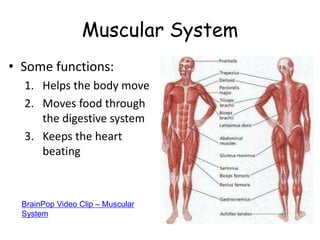Muscular System
• Some functions:
1. Helps the body move
2. Moves food through
the digestive system
3. Keeps the heart
beating
BrainPop Video Clip – Muscular
System
 