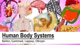 Human Body Systems
Bañez, Gammad, Lappay, Obispo
 
