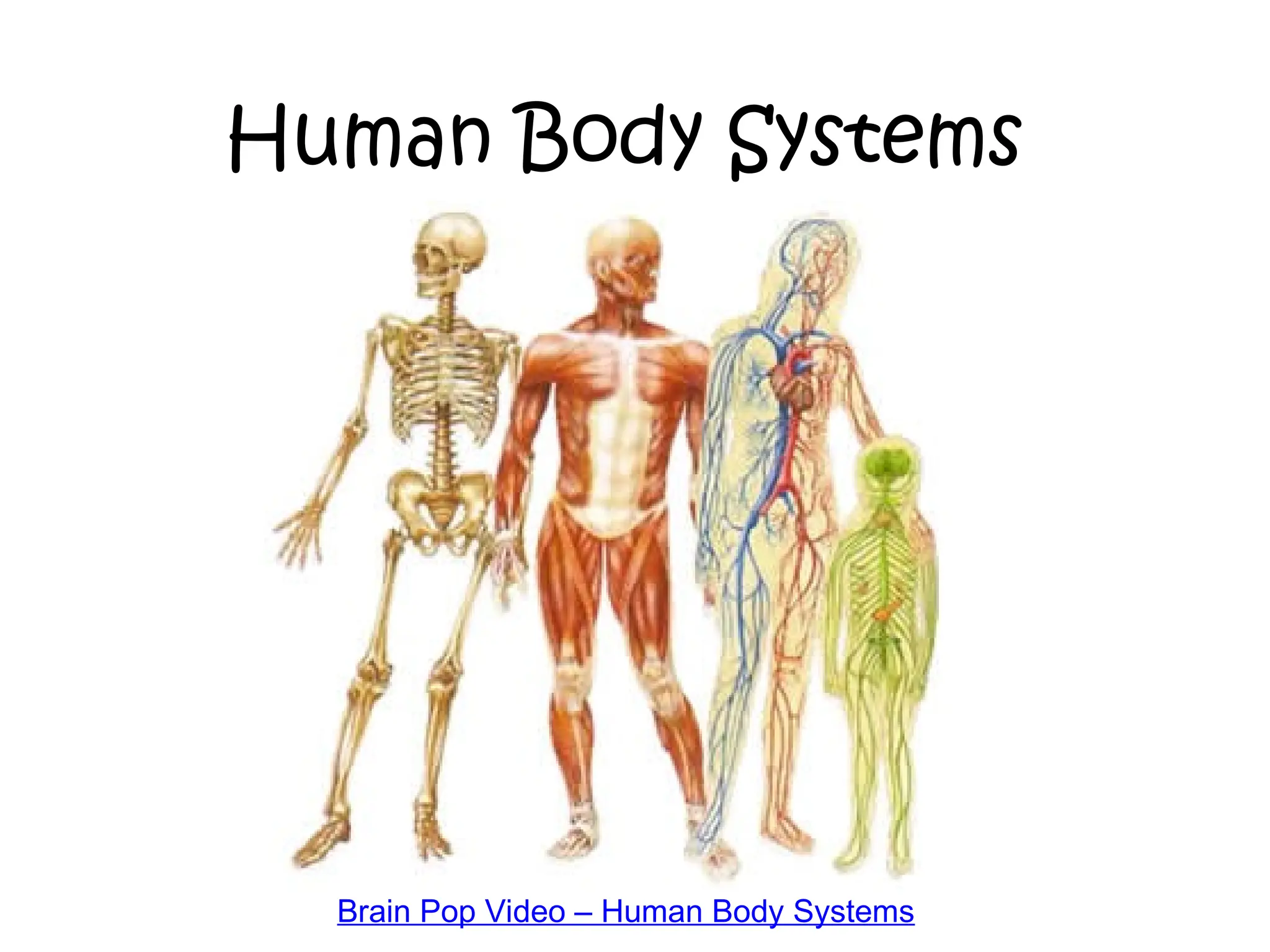 Identifying the different Human Body Systems.ppt