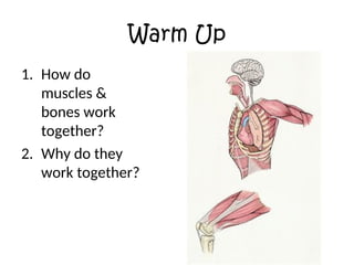 Identifying the different Human Body Systems.ppt