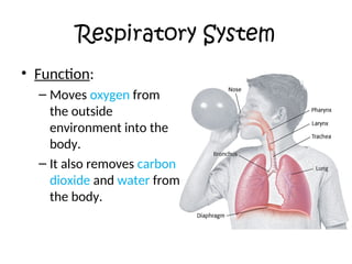 Identifying the different Human Body Systems.ppt