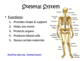 Identifying the different Human Body Systems.ppt