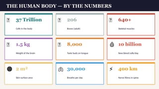 Body Number System Humans Body Systems Science Infographics | PPTX