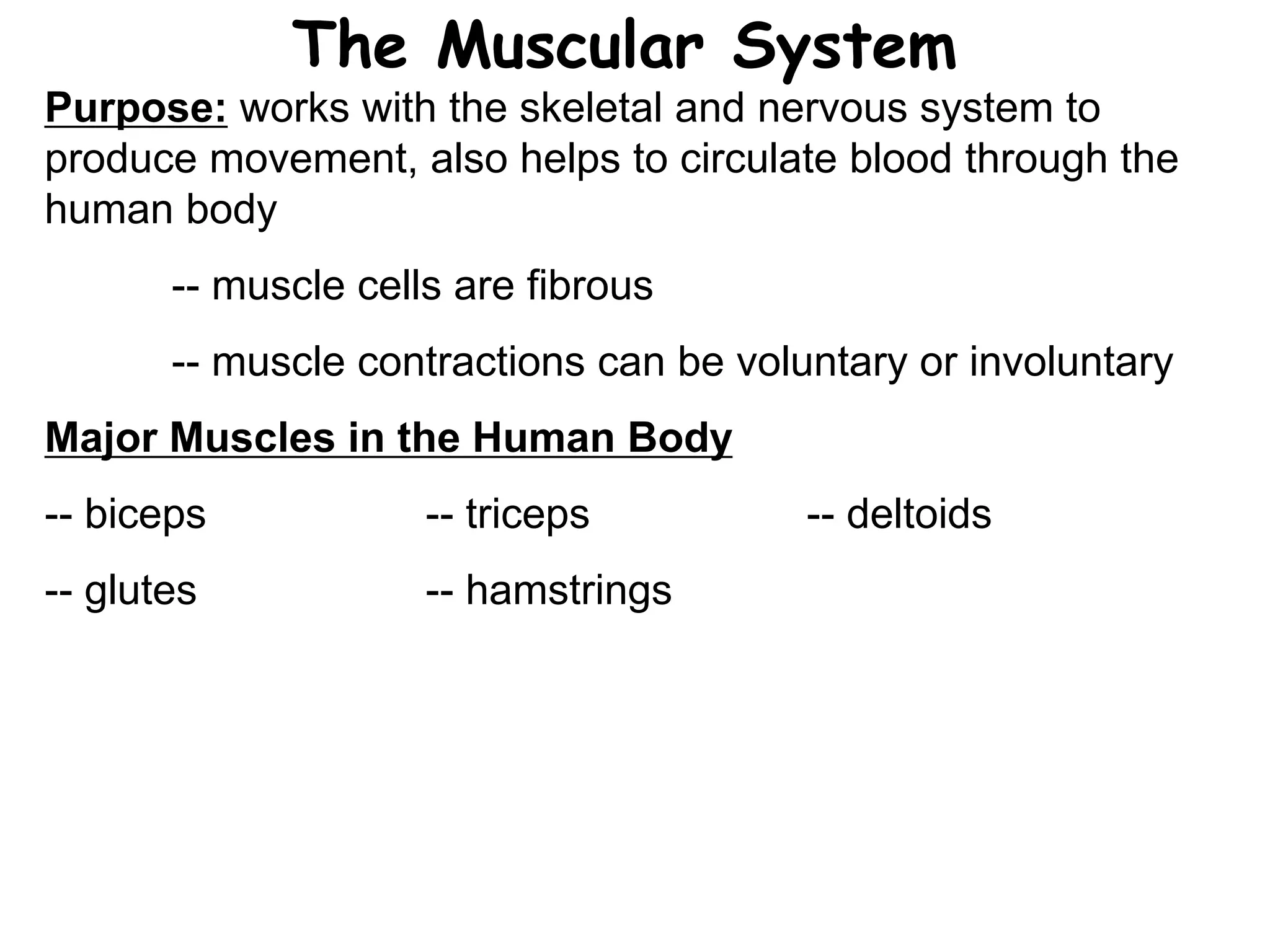 The Muscular System
Purpose: works with the skeletal and nervous system to
produce movement, also helps to circulate blood through the
human body
-- muscle cells are fibrous
-- muscle contractions can be voluntary or involuntary
Major Muscles in the Human Body
-- biceps -- triceps -- deltoids
-- glutes -- hamstrings
 