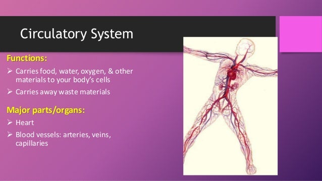 Human body systems (booklet review)