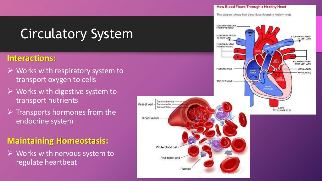Human body systems (booklet review)