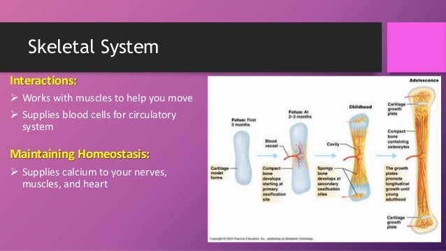 Main features of circulatory systems