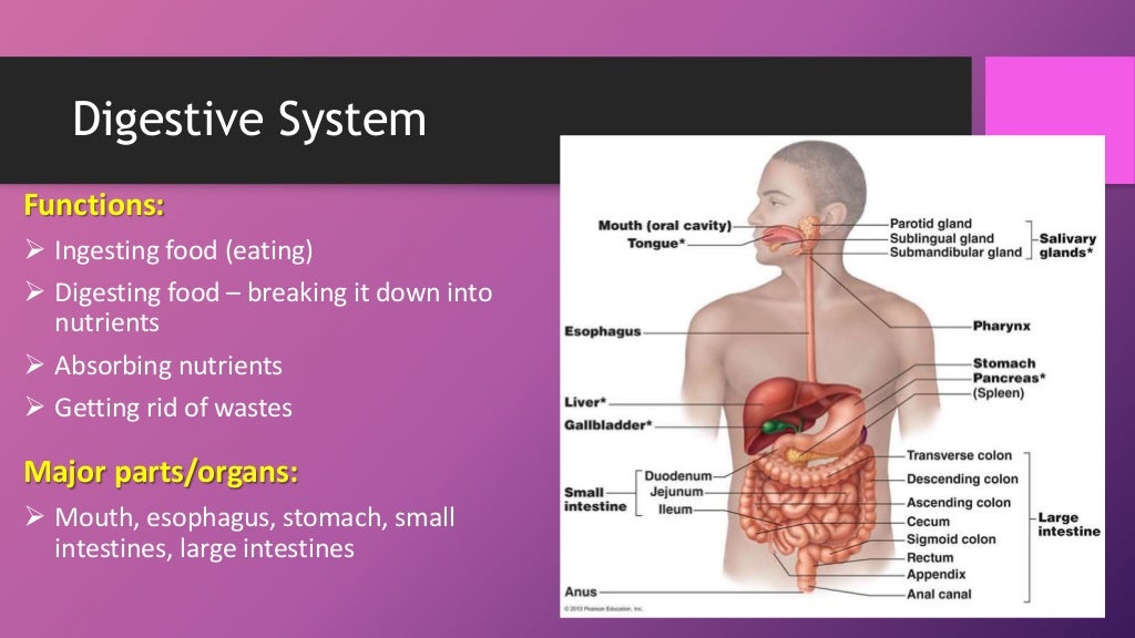Human body systems (booklet review)