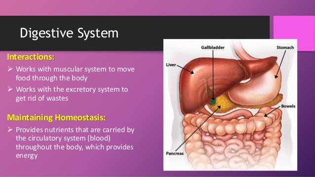 Human Biology Online Lab / Homeostasis In The Digestive System By