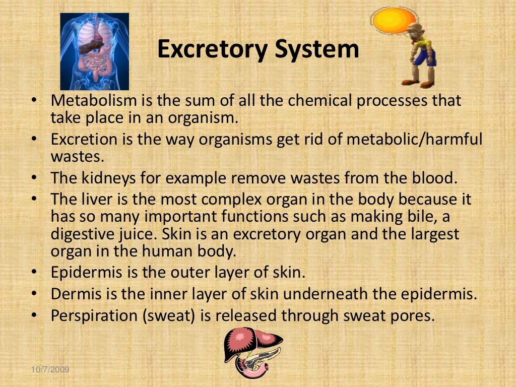 Human body systems for kids