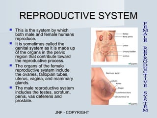 REPRODUCTIVE SYSTEM
 This is the system by which
  both male and female humans
  reproduce.
 It is sometimes called the
  genital system as it is made up
  of the organs in the pelvic
  region that contribute toward
  the reproductive process.
 The organs of the female
  reproductive system include
  the ovaries, fallopian tubes,
  uterus, vagina, and mammary
  glands.
 The male reproductive system
  includes the testes, scrotum,
  penis, vas deferens and
  prostate.

                      JNF - COPYRIGHT
 
